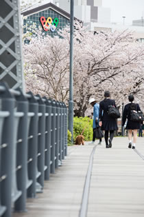 横浜の桜と学生
