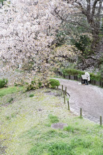 横浜の桜
