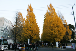 慶応義塾大学キャンパス前の銀杏並木
