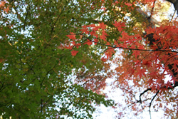 大倉山公園の紅葉