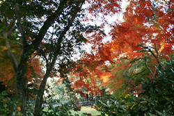 大倉山公園の紅葉